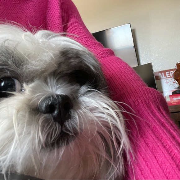 Meet your Posher, Fabby - Picture 1 of 1